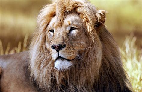 獅子 身體 白毛